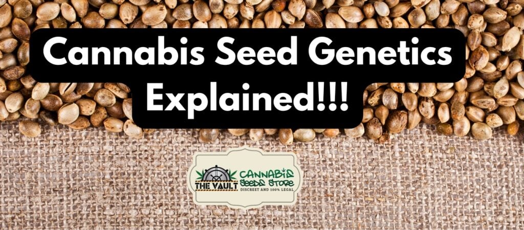 Cannabis Seed Genetics Explained