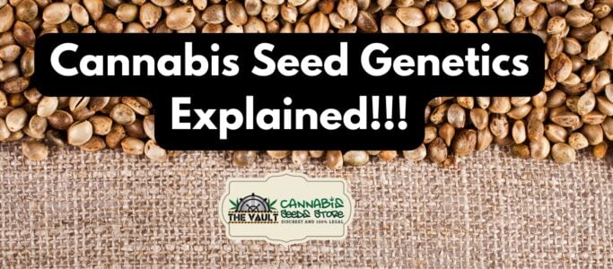 Cannabis Seed Genetics Explained