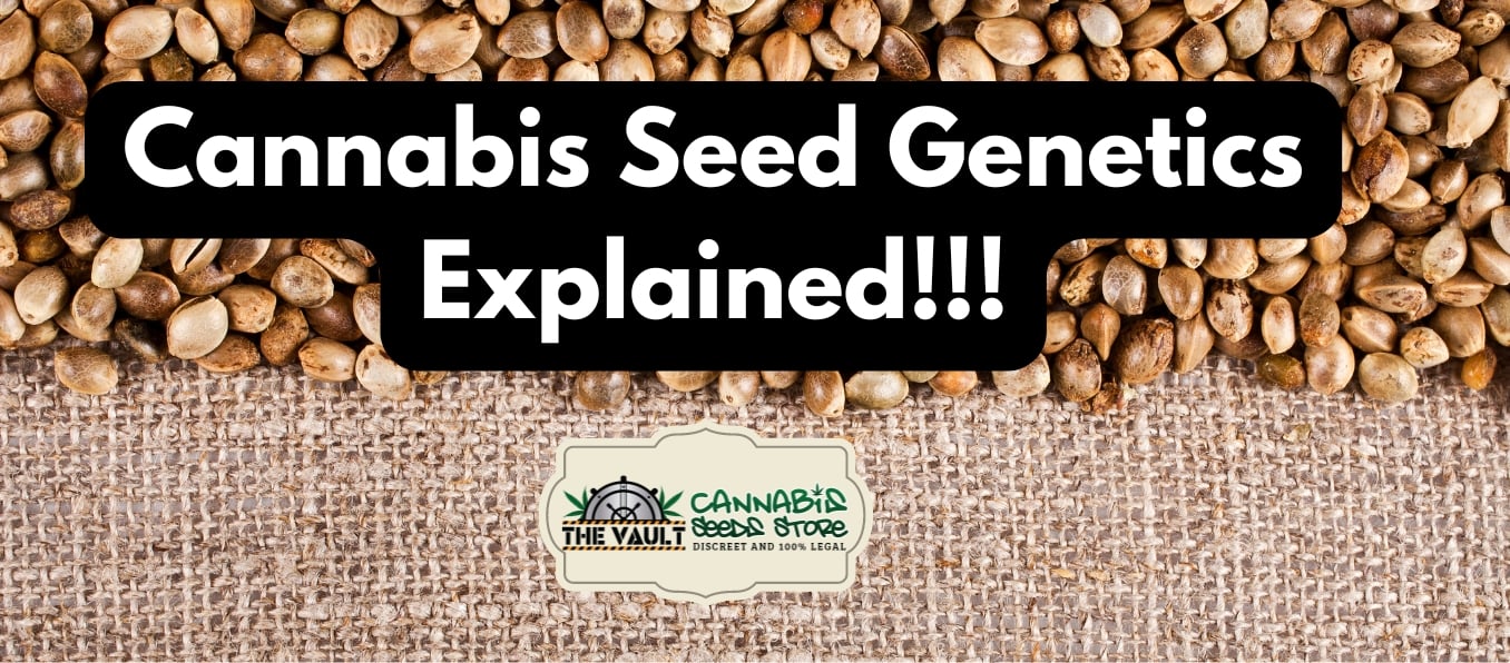 Cannabis Seed Genetics Explained