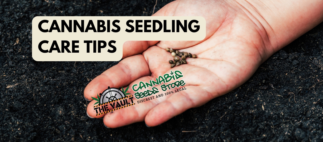 Cannabis Seedling Care Tips