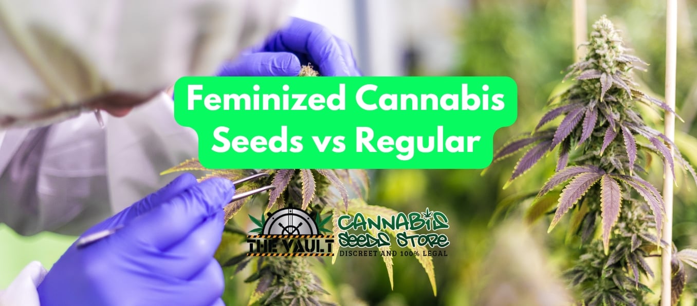 Feminized cannabis seeds vs regular