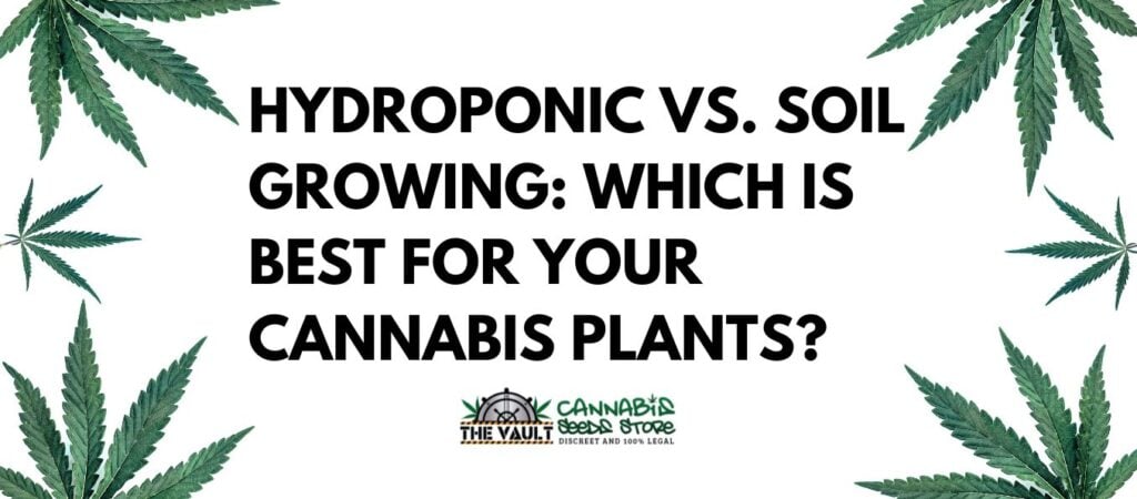 Hydroponic vs Soil Growing Which is Best for Your Cannabis Plants