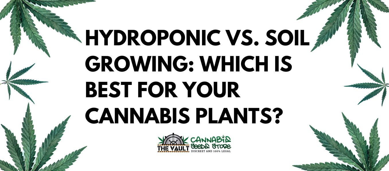 Hydroponic vs Soil Growing Which is Best for Your Cannabis Plants