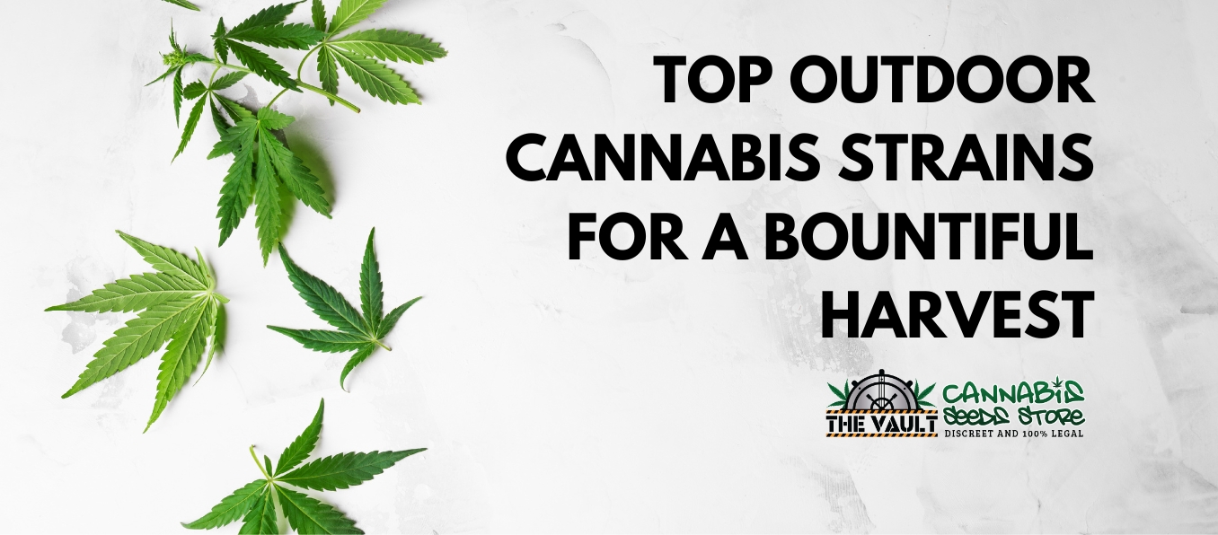 Top Outdoor Cannabis Strains for a Bountiful Harvest
