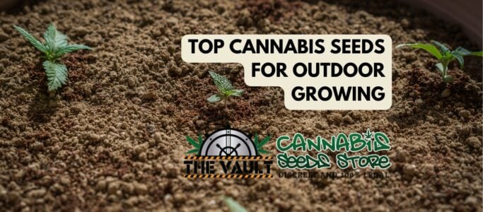 Top Cannabis Seeds for Outdoor Growing