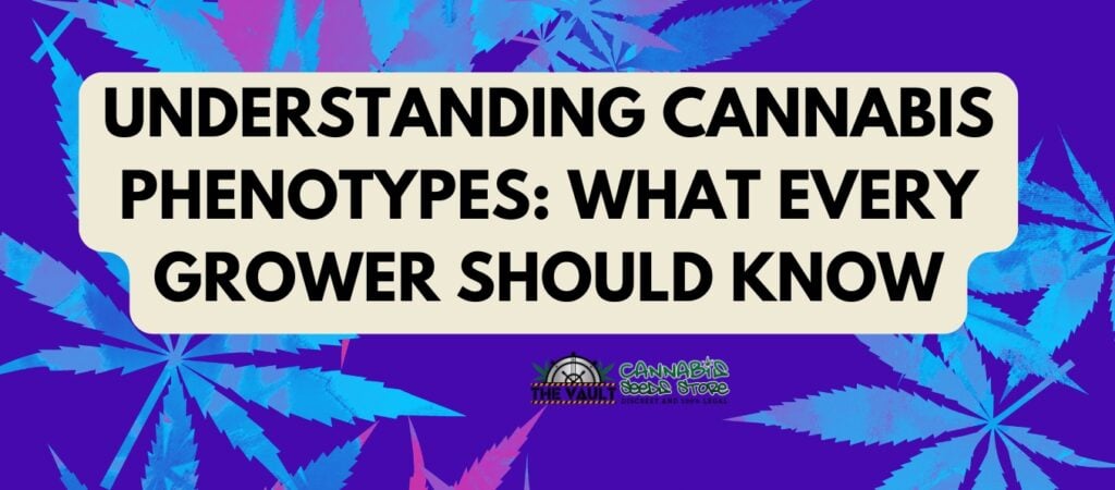 Understanding Cannabis Phenotypes What Every Grower Should Know Understanding Cannabis Phenotypes What Every Grower Should Know