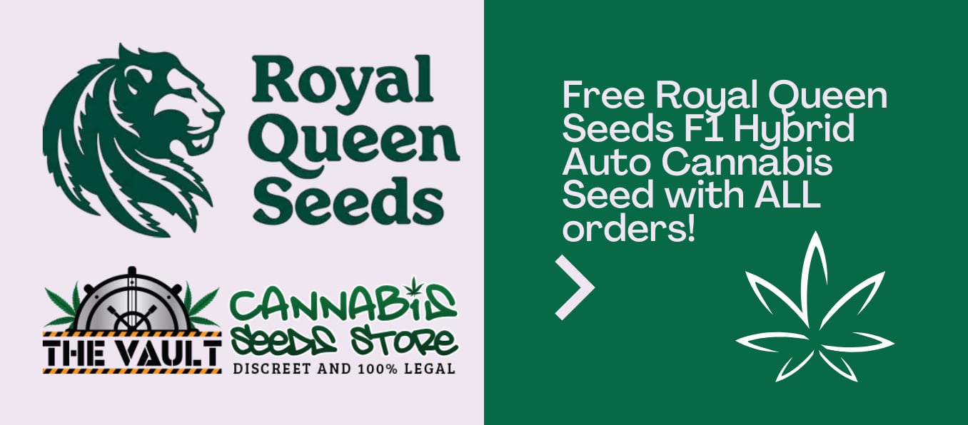 RQS Vault Cannabis Seeds F1 Offer