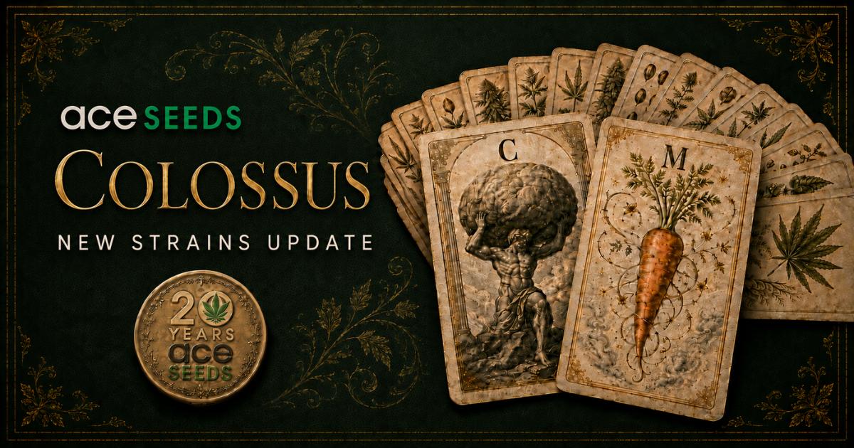 Ace Cannabis Seeds Colossus New Strains Update