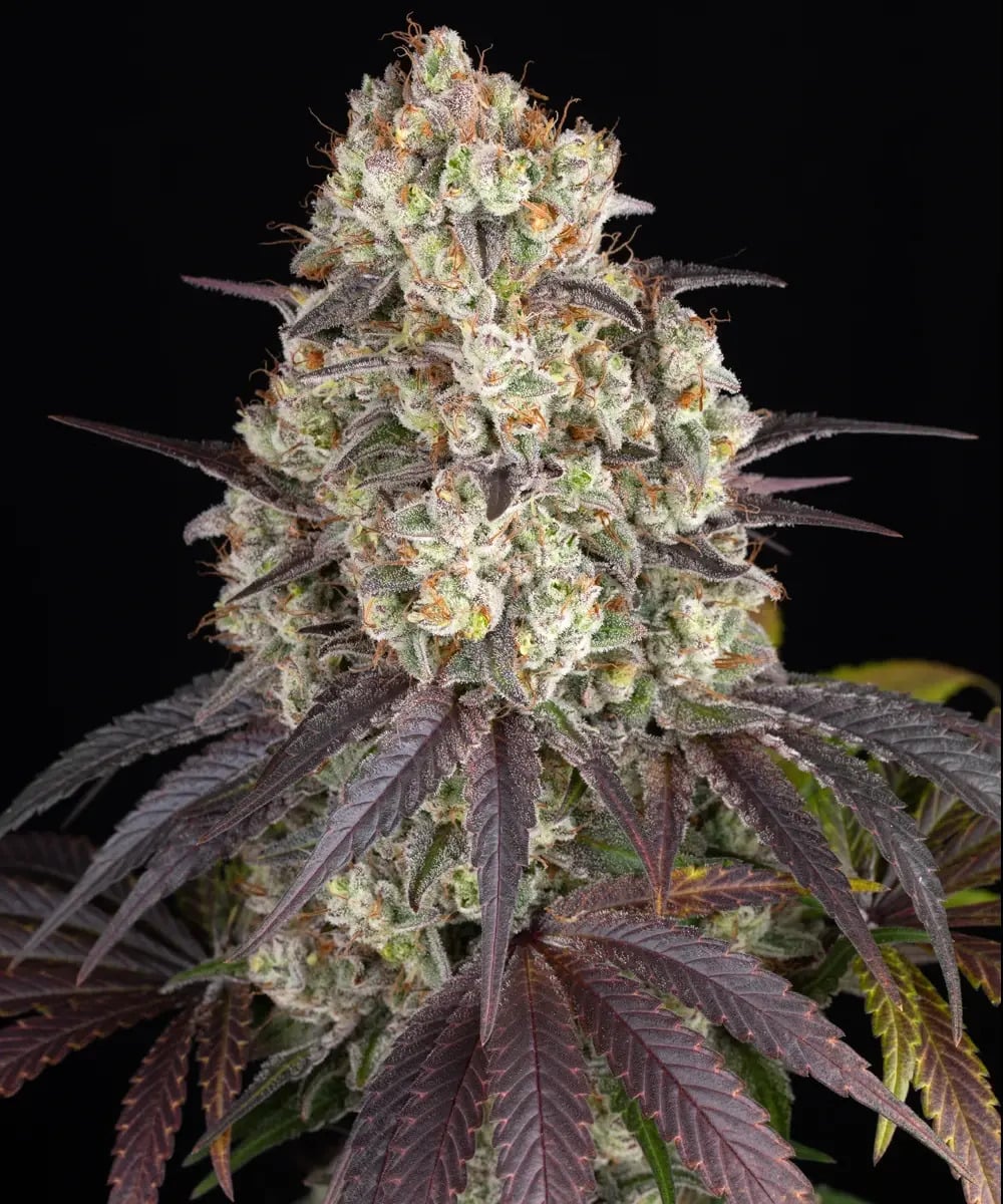 Gary Payton Feminised Seeds