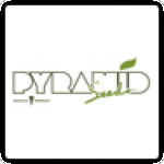 Pyramid Cannabis Seeds