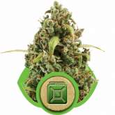 Diesel Automatic Feminised Seeds