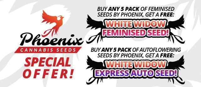 Offer Banner Phoenix Cannabis Seeds