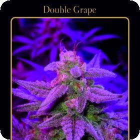 Double Grape Auto Feminised Seeds