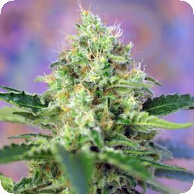 Crystal Candy Feminised Seeds