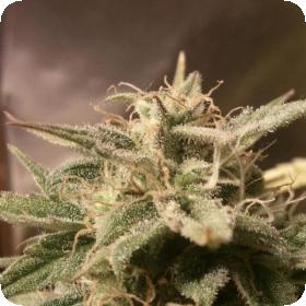 Bubble Auto Feminised Seeds