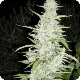 Maroc Feminised Seeds