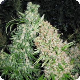 Skunk Special Feminised Seeds