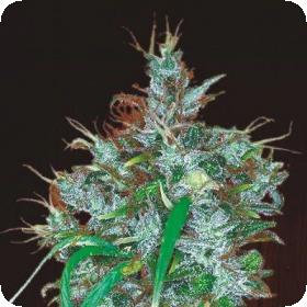 Panama Haze Feminised Seeds