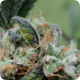 Blueberry Cheesecake Feminised Seeds