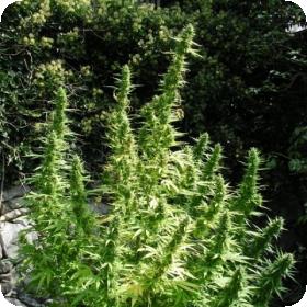 Critical Chaze SuperAuto Feminised Seeds