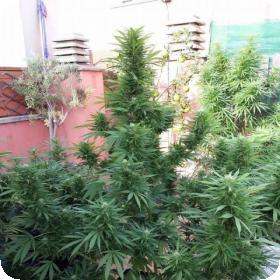 Jamaican Berry SuperAuto Feminised Seeds