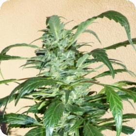 MI6 SuperAuto Feminised Seeds MI6 SuperAuto Feminised Seeds