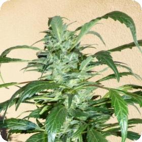 MI6 SuperAuto Feminised Seeds