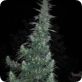 Panama Lime SuperAuto Feminised Seeds