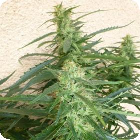 Spacer SuperAuto Feminised Seeds