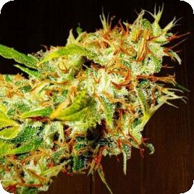 Zamaldelica Regular Seeds