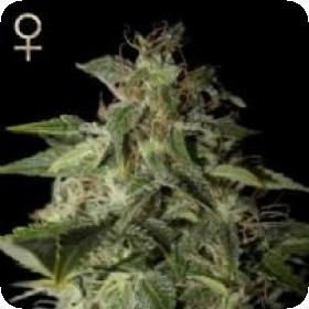 Afgooey Feminised Seeds