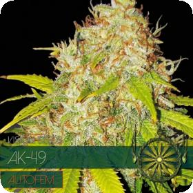 Ak 49  Auto  Jpg