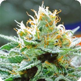 Amnesia x Buddha Kush Feminised Seeds