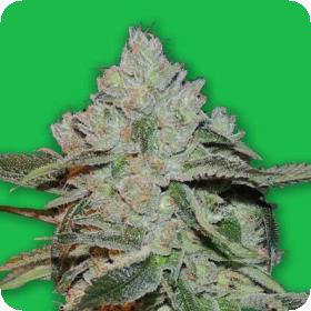 Atomic Feminised Seeds