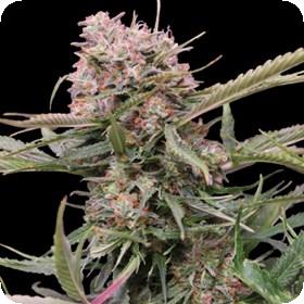 Auto 20 Gigabud 20 G13 20 Labs 20 Cannabis  Seeds  Jpg