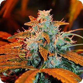 Auto  Blueberry  G13  Labs  Cannabis  Seeds  Jpg