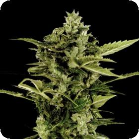 Auto-Bomb Feminised Seeds