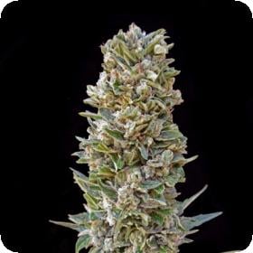 Automatik  Mix  Auto  Feminised  Cannabis  Seeds