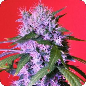 Berry Bomb AUTO Feminised Seeds