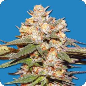 Big Bomb AUTO Feminised Seeds