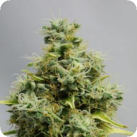 Big Bomb Feminised Seeds