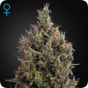 Big Bang - Auto Feminised Seeds