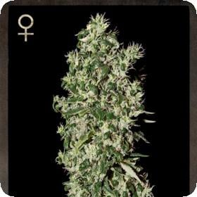 Big Tooth Feminised Seeds