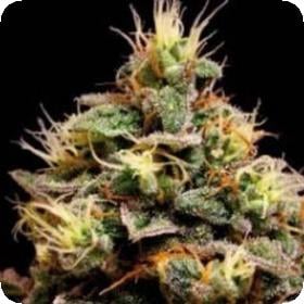 Kabrales Automatic Feminised Seeds