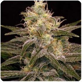 Chocolopez Feminised Seeds