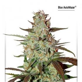 Mazar Feminised Seeds