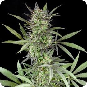 Blue  Venom  Feminised  Cannabis  Seeds  Jpg 0