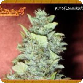 Bubba  Gum  Auto  Feminised  Cannabis  Seeds  Jpg