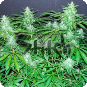 Bubble Hash SuperAuto Feminised Seeds