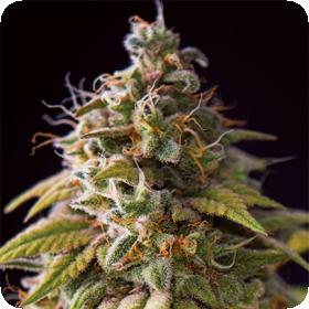 Caramel Monster Feminised Seeds